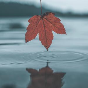 荷兰妓女大白屁股
